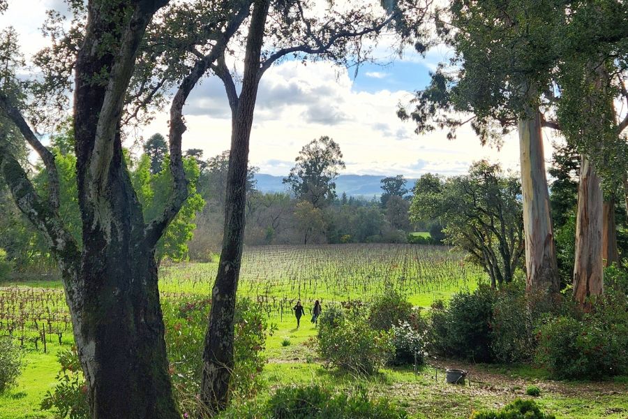 Forest Bathing at Bartholomew Estate