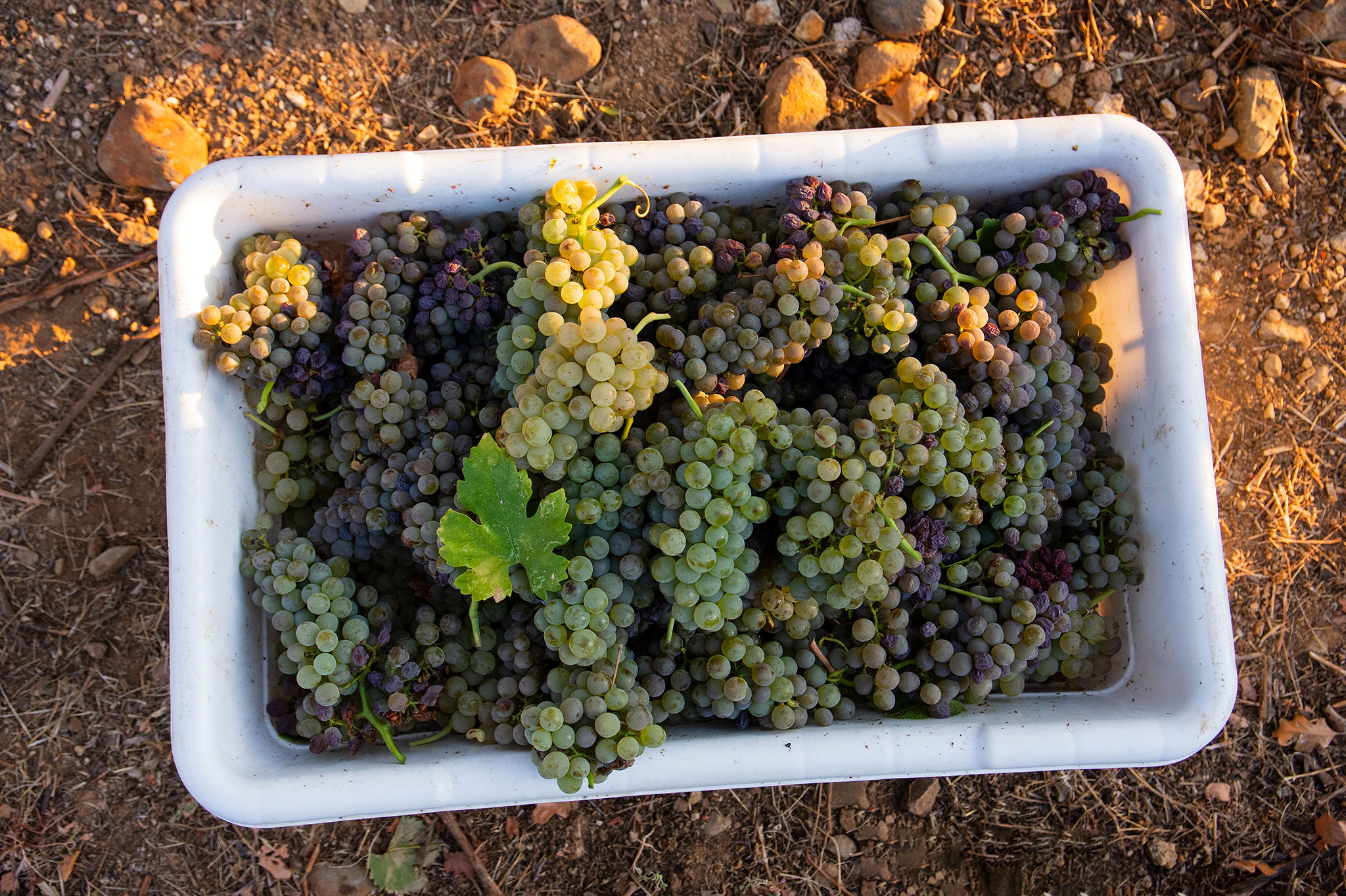 bucket of california wine grapes during harvest