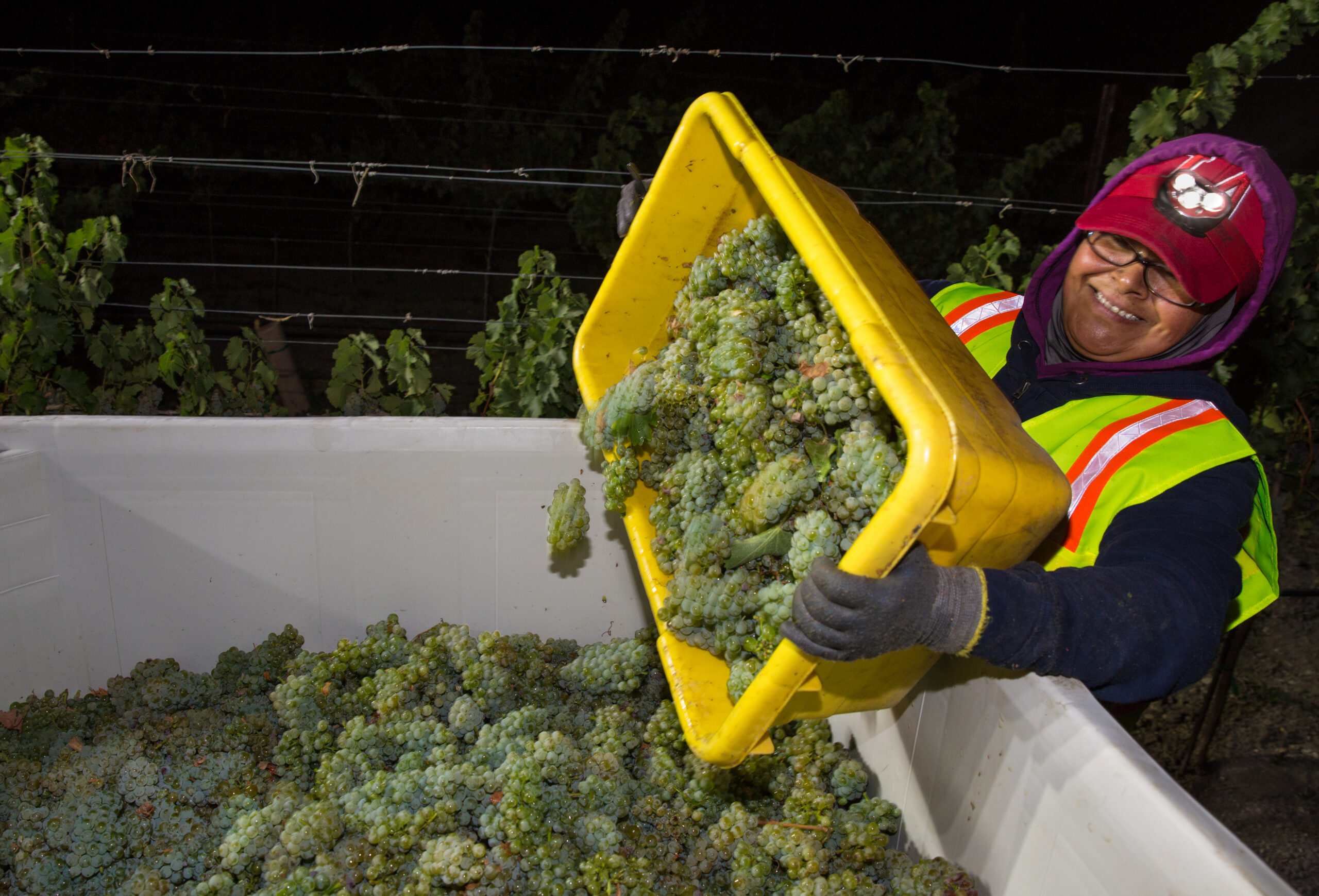 vineyard worker harvesting white wine grapes