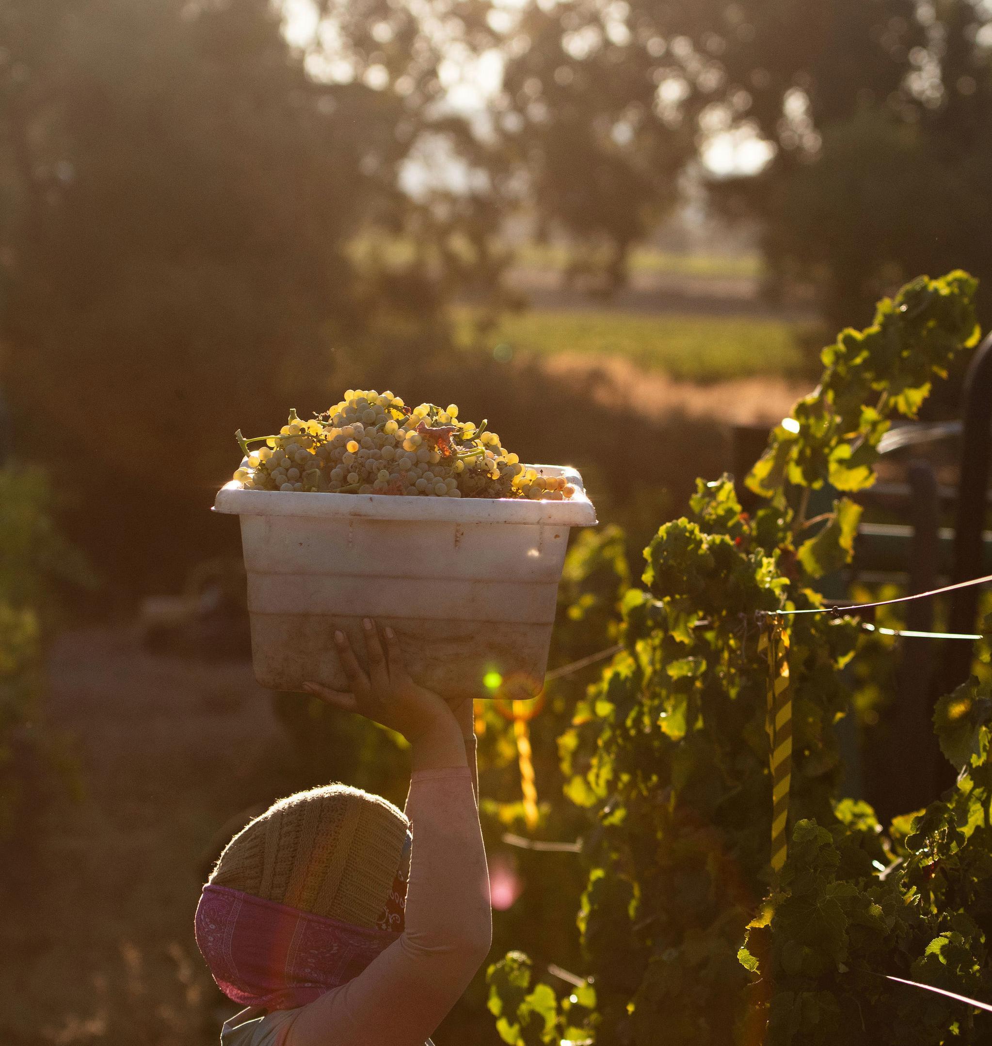 california vineyard harvest