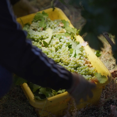 Harvest Live! Tour & Tasting