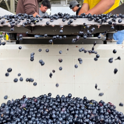 Harvest Live! Tour & Tasting